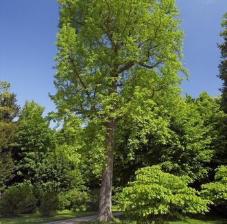 Amerikanischer Amberbaum im Schlossgarten von Schloss Favorite Rastatt