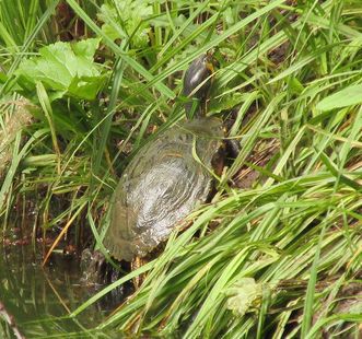Wasserschildkröte am Weiher im Garten von Schloss Favorite Rastatt