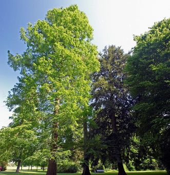 Urweltmammutbaum im Garten von Schloss Favorite Rastatt