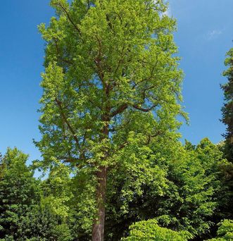Amerikanischer Amberbaum im Garten von Schloss Favorite Rastatt