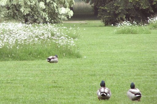 Ducks in the garden, Rastatt Favorite Palace