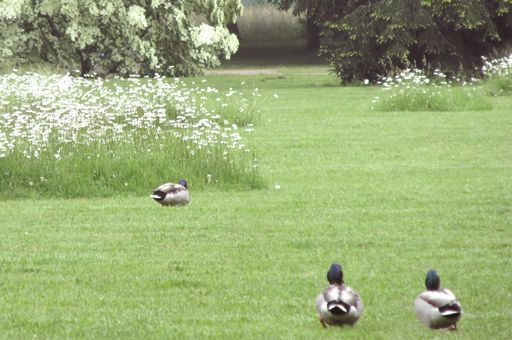 Enten im Garten von Schloss Favorite Rastatt