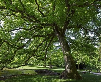 Sessile oak by the lake in the palace park, Favorite Palace