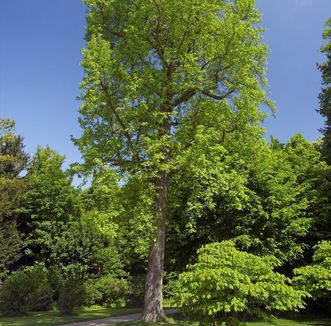 American sweetgum in the palace garden, Rastatt Favorite Palace