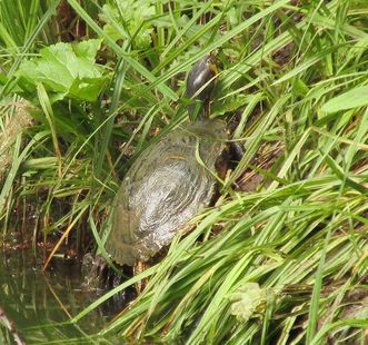 Turtle by the pond in the garden, Rastatt Favorite Palace