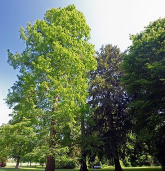 Dawn redwood in the garden, Rastatt Favorite Palace