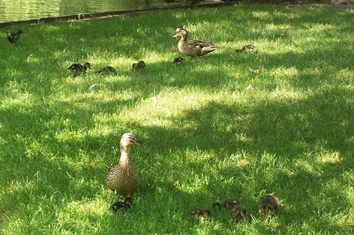 Ducks and their spring ducklings in the palace garden