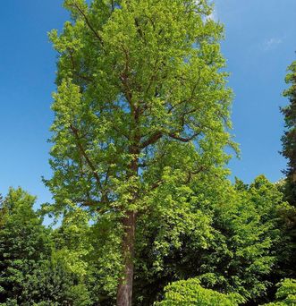 American sweetgum in the garden, Rastatt Favorite Palace