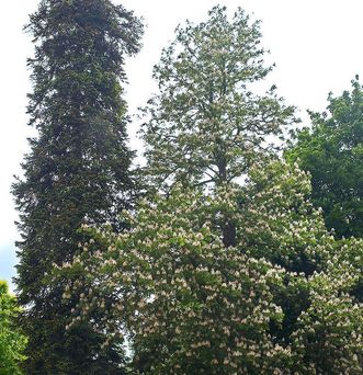 Buckeye in the palace garden, Rastatt Favorite Palace