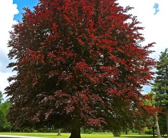 Blutbuche im Garten von Schloss Favorite Rastatt