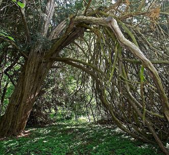 European yew in the garden, Rastatt Favorite Palace