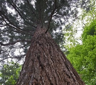 Mammutbaum im Schlossgarten von Schloss Favorite Rastatt