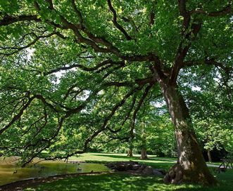 Traubeneiche im Garten von Schloss Favorite Rastatt