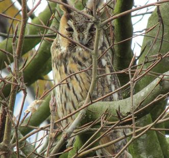 Eagle owl in the garden, Rastatt Favorite Palace