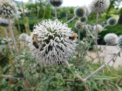 Grabkapelle auf dem Württemberg, Bienen an einer Blume am Priesterhaus